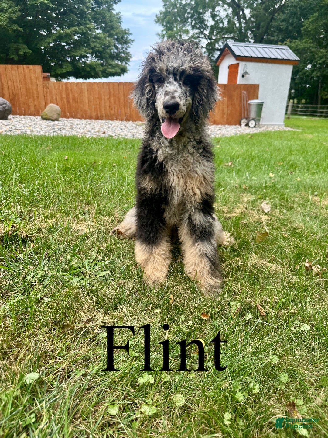 Standard Poodle dogs Flint - Ad 1