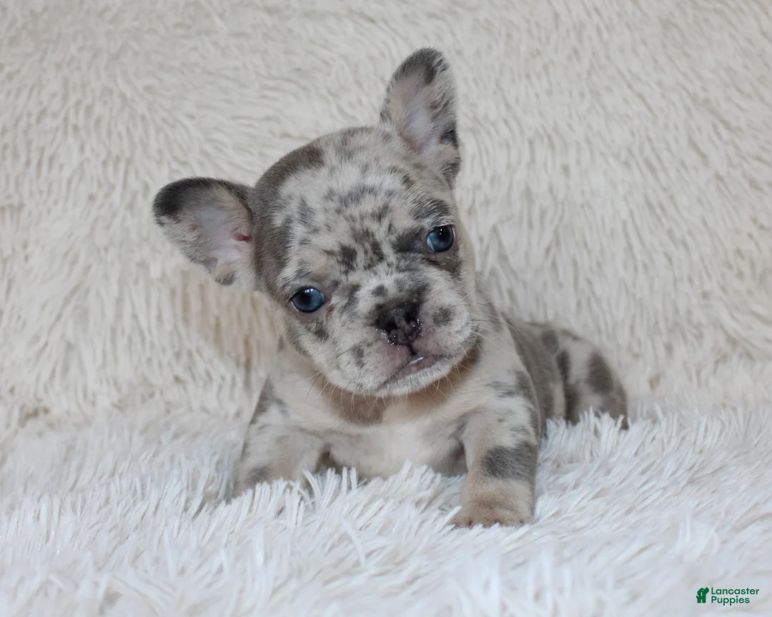 French Bulldog dogs for sale: Jessie - Ad 1