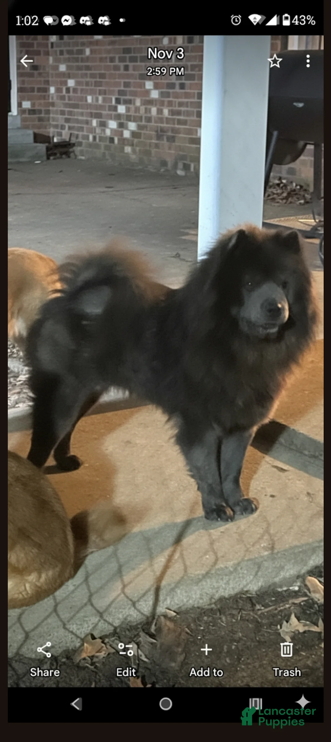 Chow Chow dogs for sale: Foxy  - Ad 8