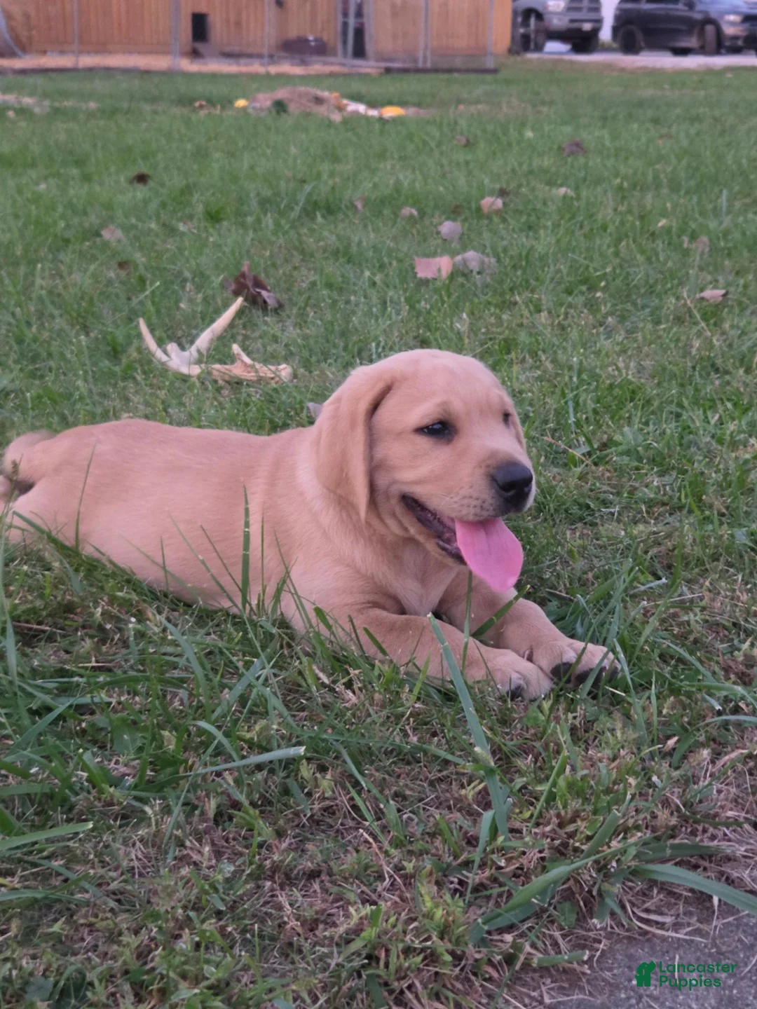Labrador Retriever dogs for sale: Labrador Retriever 4Meet Your New Best Friend! Beautiful Yellow Female Labrador Retriever Puppies Available 💛 - Ad 2