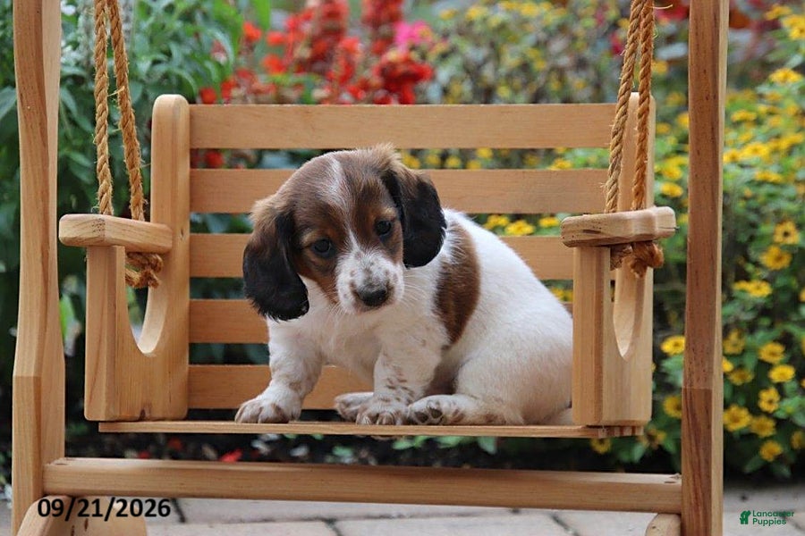 Miniature Dachshund dogs Autumn - Ad 2