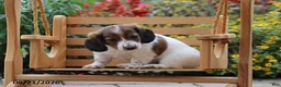 Miniature Dachshund dogs for sale: Autumn - Ad 2