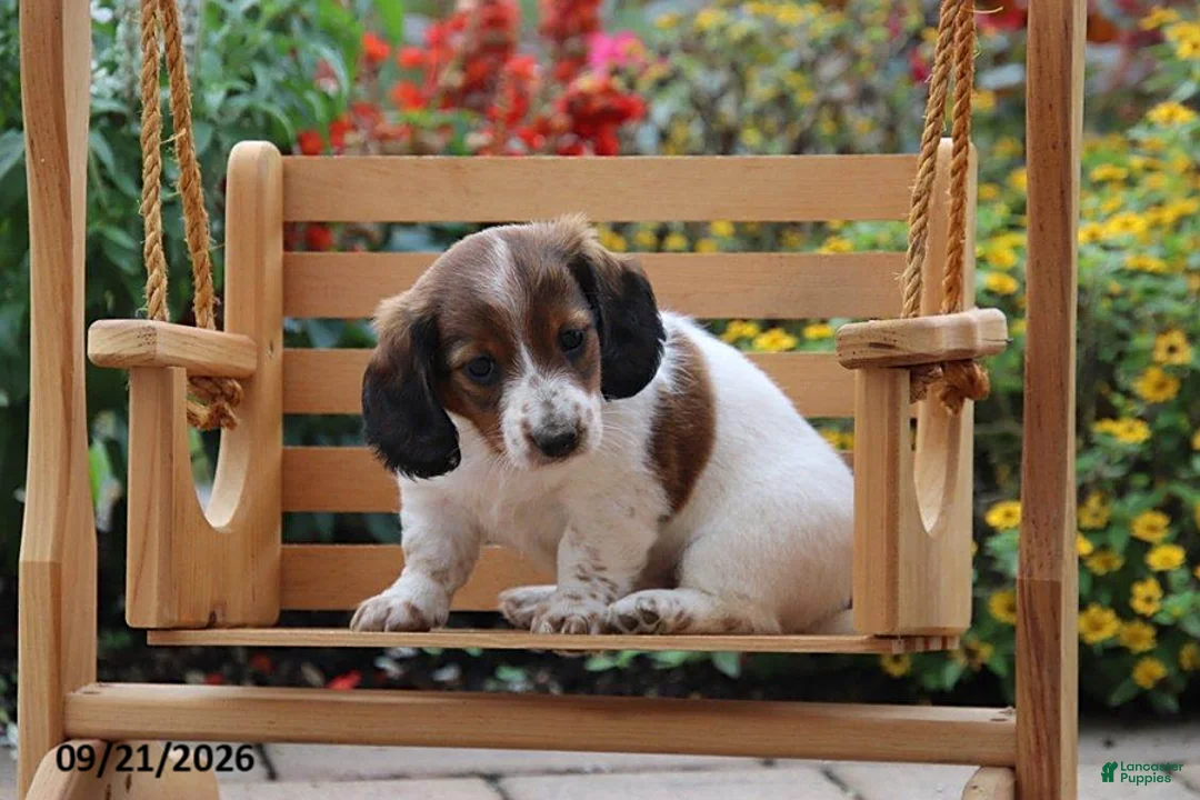 Miniature Dachshund dogs for sale: Autumn - Ad 2