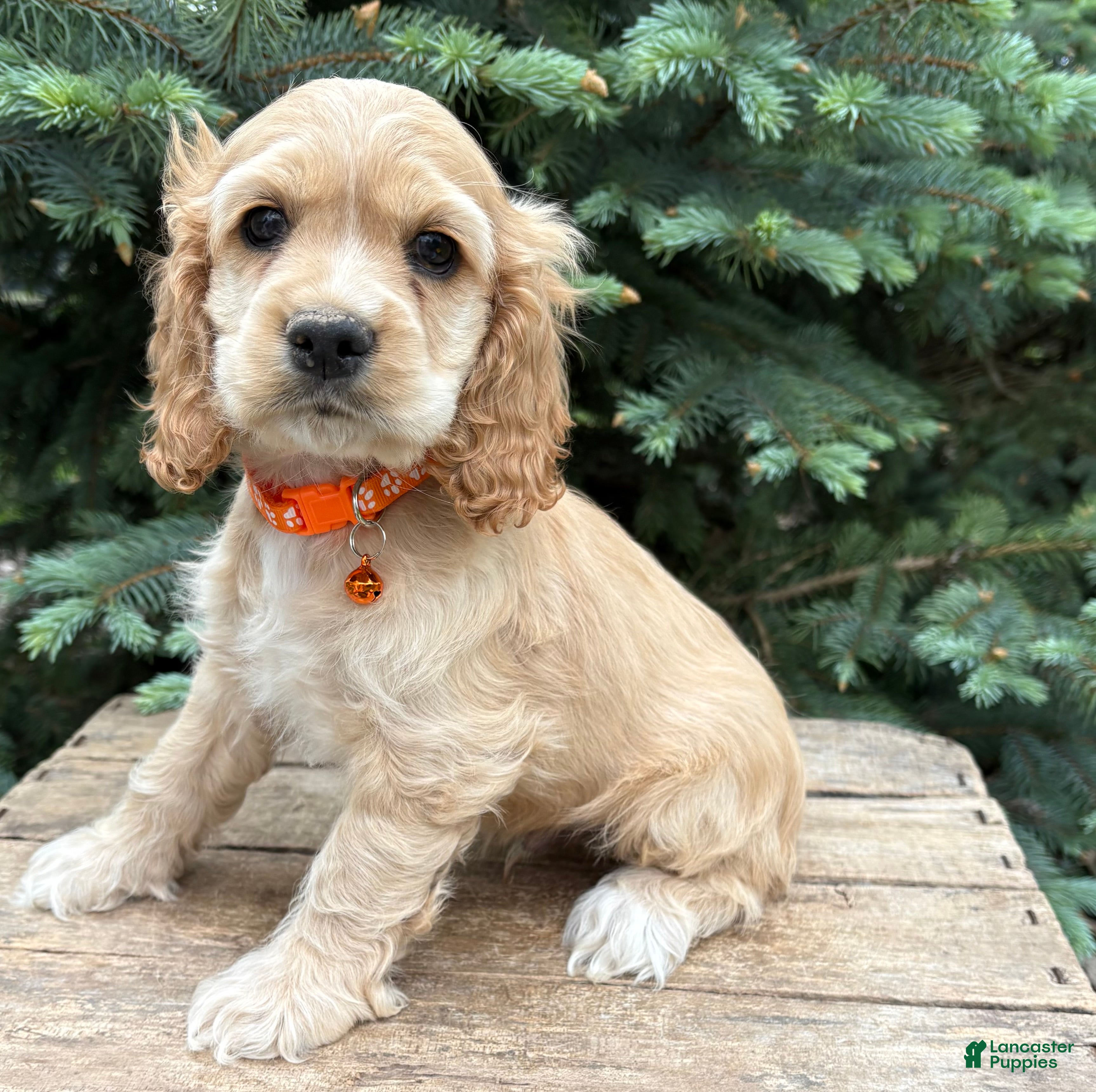 Cocker Spaniel dogs Jimmy - Ad 1