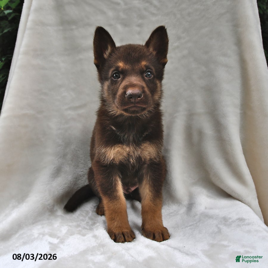 German Shepherd dogs Copper - Ad 2