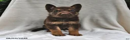 German Shepherd dogs for sale: Copper - Ad 2