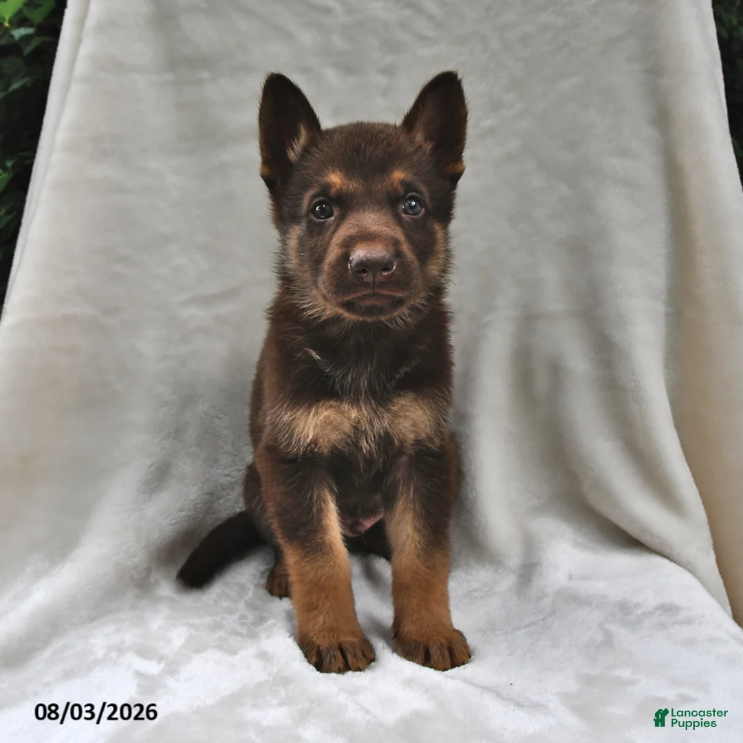 German Shepherd dogs for sale: Copper - Ad 2
