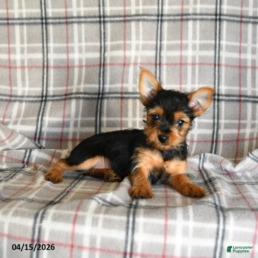 Yorkshire Terrier dogs Pixie - Ad 2