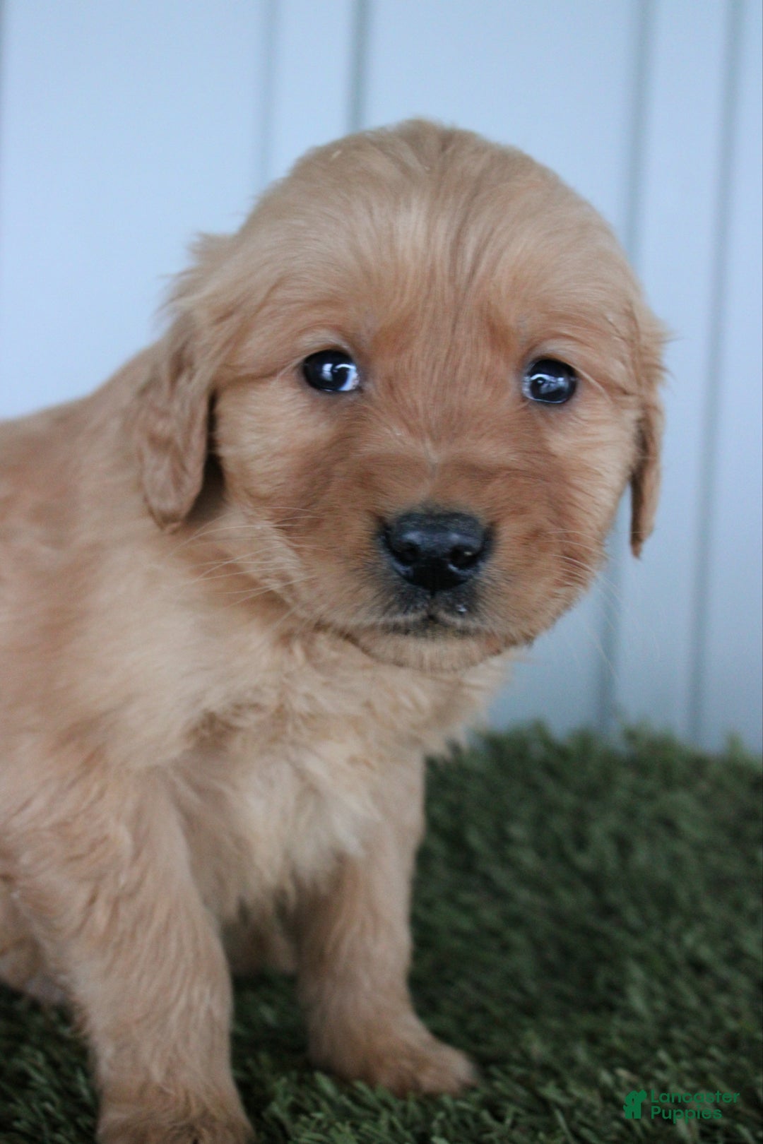 Golden Retriever dogs for sale: Golden Retriever Puppy Cameron - Ad 4