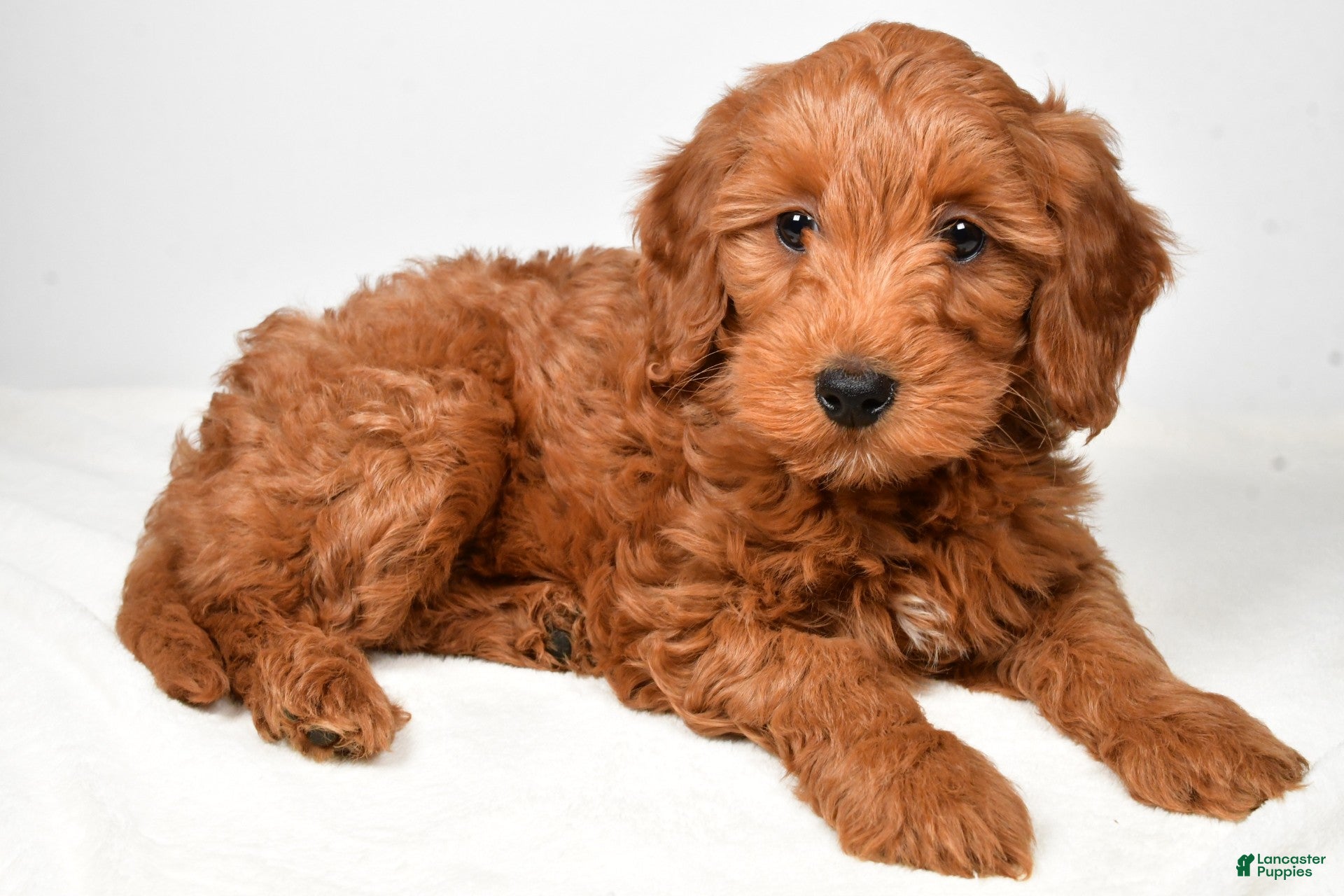 Goldendoodle dogs daisy - Ad 2