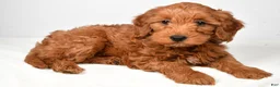 Goldendoodle dogs for sale: daisy - Ad 2
