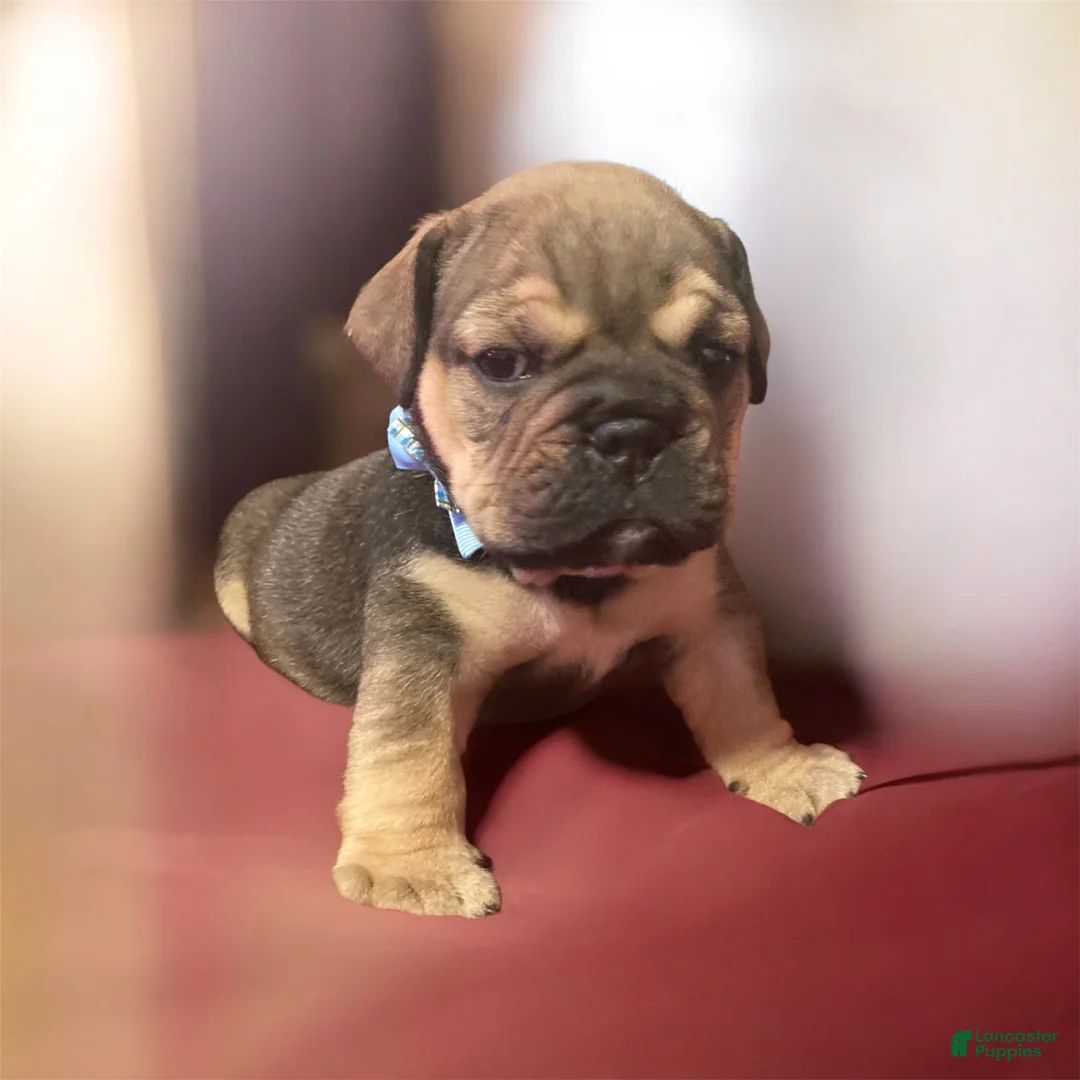 English Bulldog dogs for sale: Grizz - Ad 4