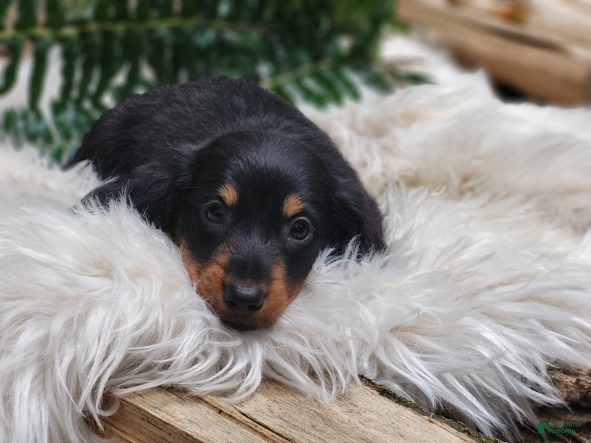 Miniature Dachshund dogs Benny - Ad 2