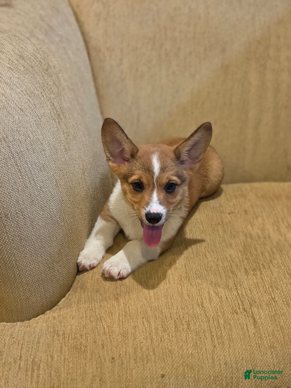 Welsh Corgi Pembroke dogs Welsh Corgi Pembroke 1 - Ad 1