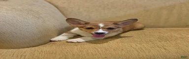 Welsh Corgi Pembroke 1