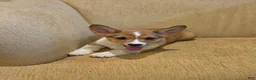 Welsh Corgi Pembroke dogs for sale: Welsh Corgi Pembroke 1 - Ad 1