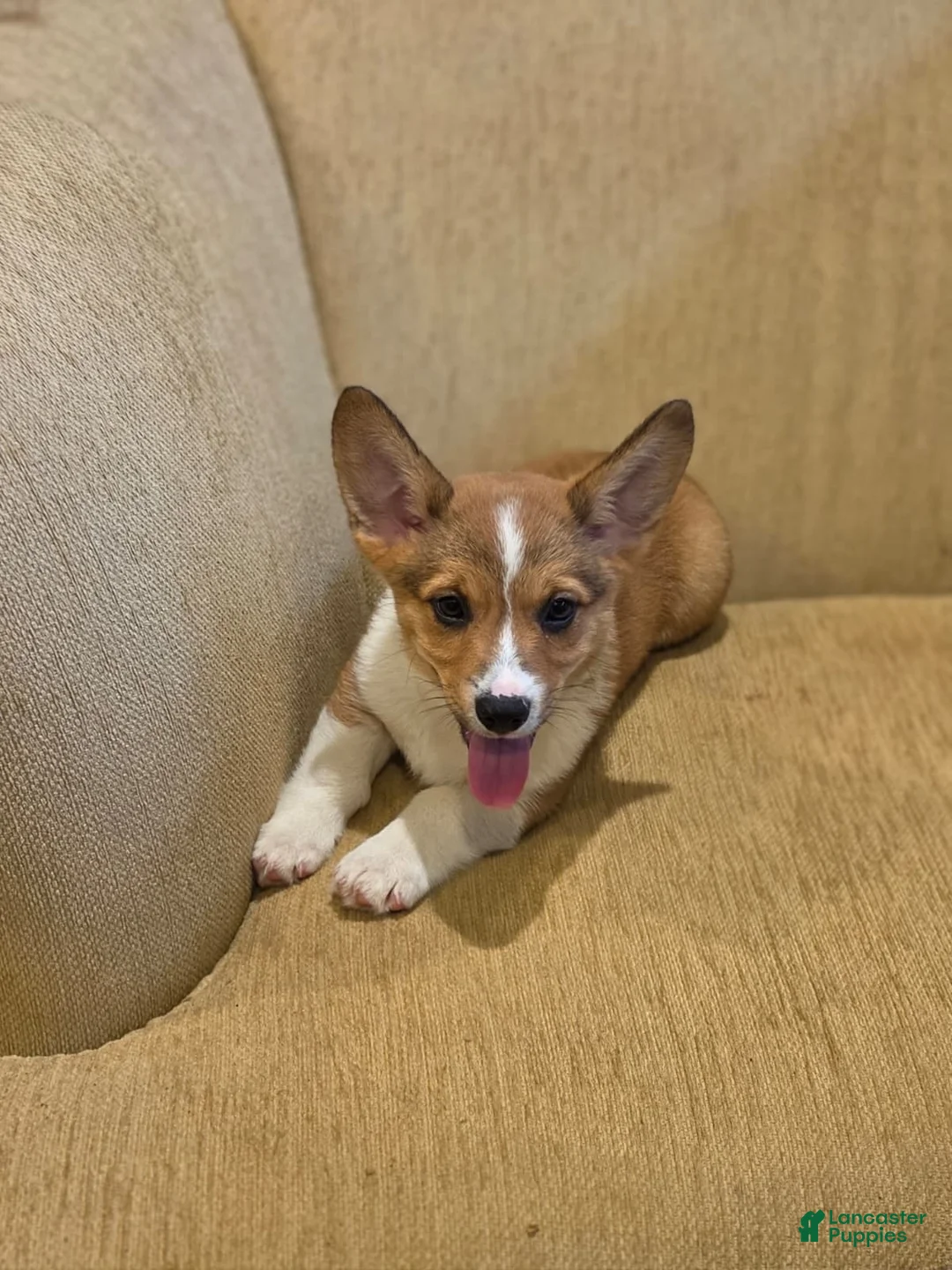 Welsh Corgi Pembroke dogs for sale: Welsh Corgi Pembroke 1 - Ad 1