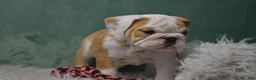 English Bulldog dogs for sale: Maggie - Ad 4