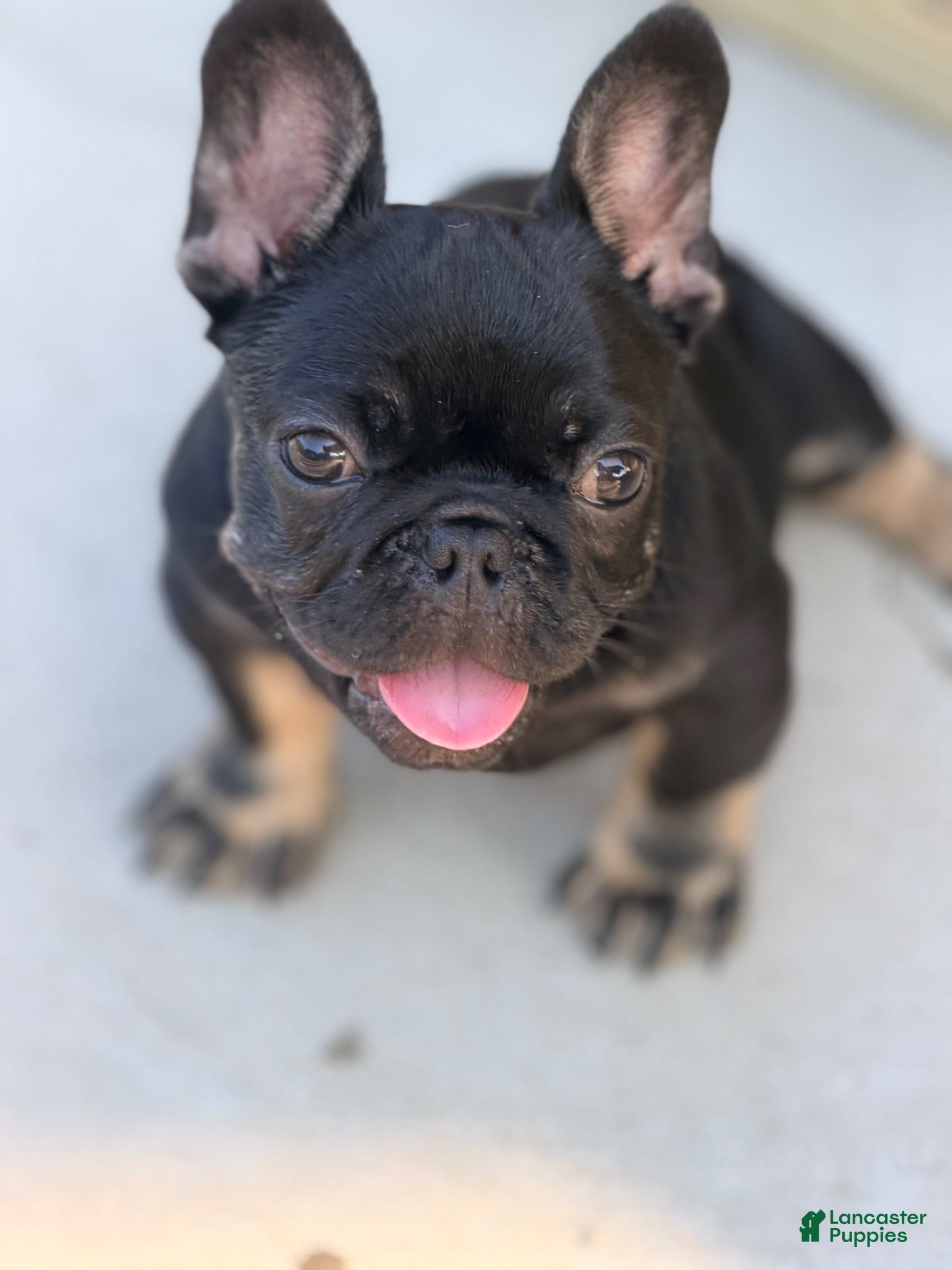 French Bulldog dogs for sale: Meridius - Ad 4