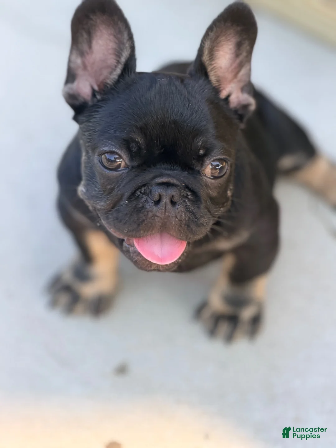 French Bulldog dogs for sale: Meridius - Ad 1