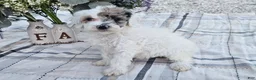 Mini Goldendoodle dogs for sale: Sage - Ad 5
