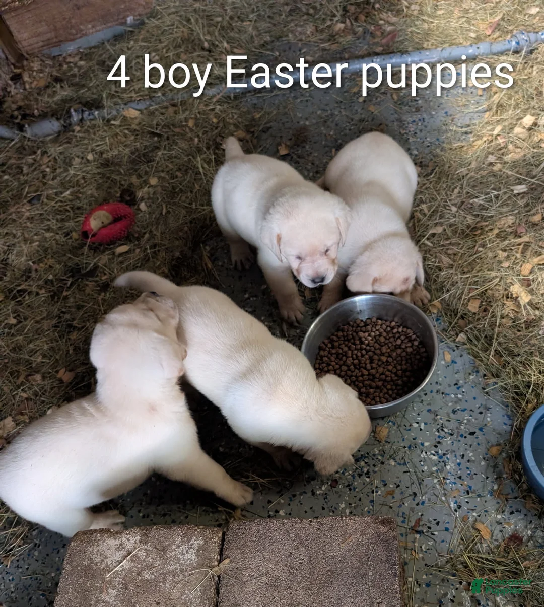 Labrador Retriever dogs for sale: Labrador Retriever Boy 2  - Ad 8