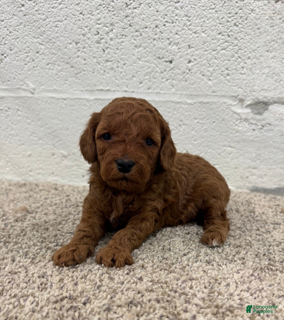 Mini Goldendoodle dogs for sale: Jazzy - Ad 1