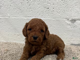 Mini Goldendoodle dogs Jazzy - Ad 34