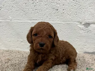 Mini Goldendoodle dogs Jazzy - Ad 11