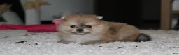 Pomeranian dogs for sale: Honey  - Ad 3