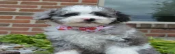 Miniature Poodle dogs for sale: Mini Paisley - Ad 8