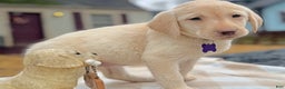Labrador Retriever dogs for sale: Labrador Retriever Puppy 1 - Ad 2