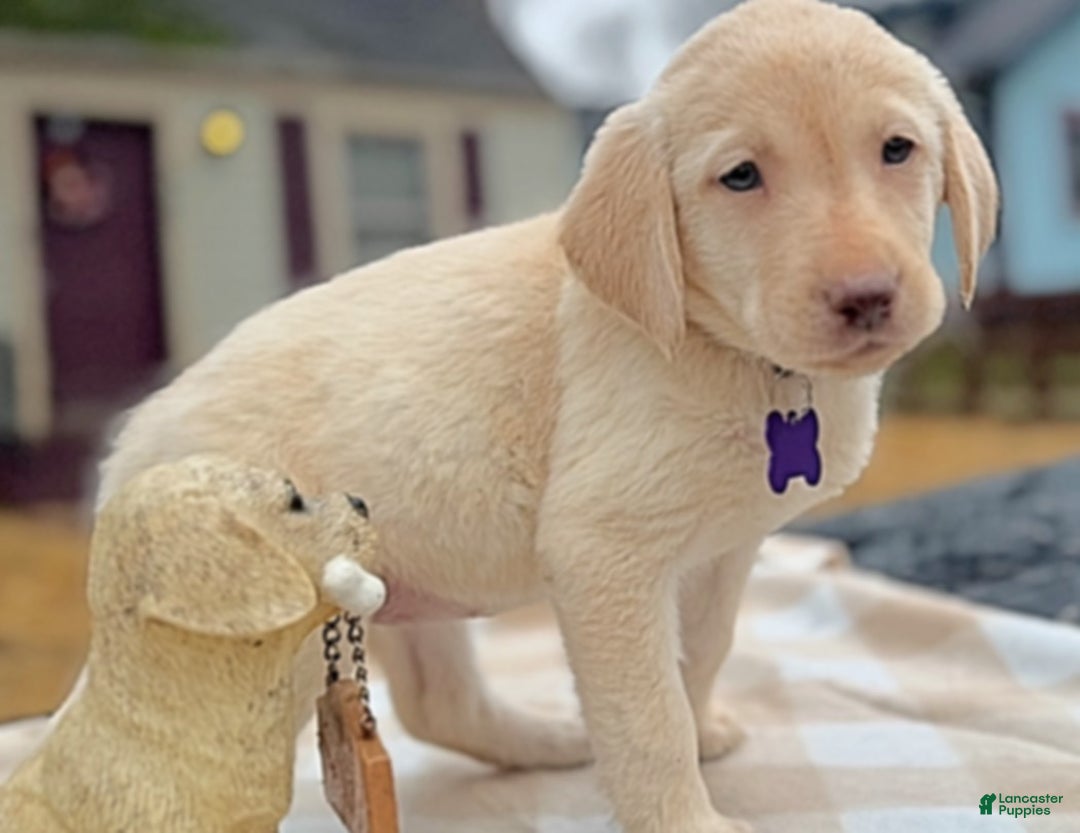 Labrador Retriever dogs for sale: Labrador Retriever Puppy 1 - Ad 2