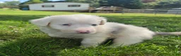 Aussiedoodle dogs for sale: Cloe - Ad 3