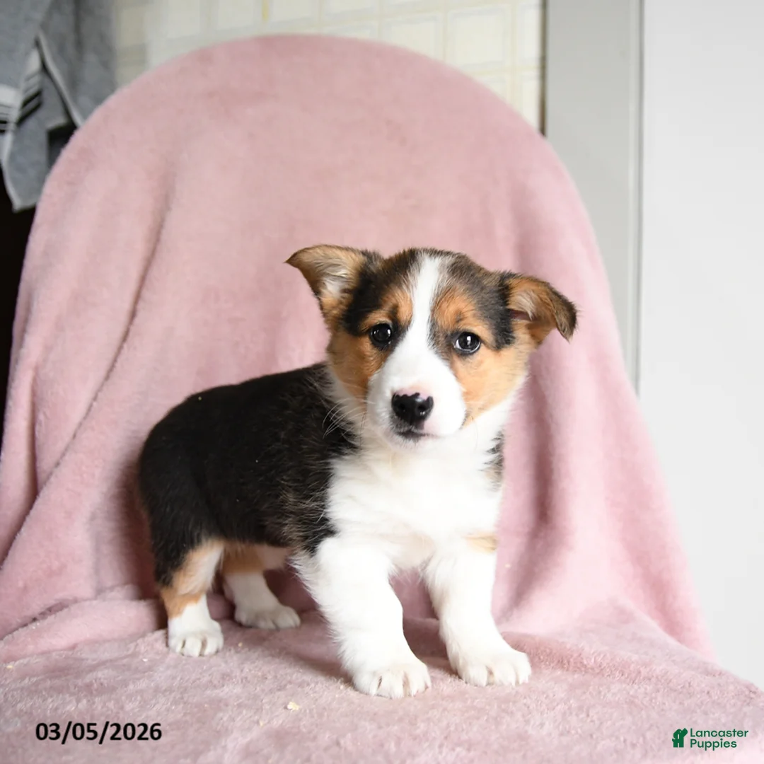 Mixed Breed dogs for sale: Salted Caramel - Ad 2