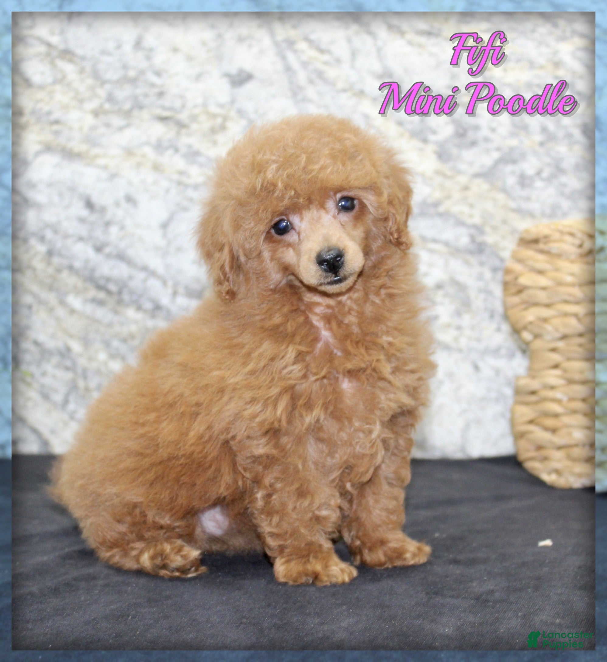 Miniature Poodle dogs for sale: Fifi - Ad 1