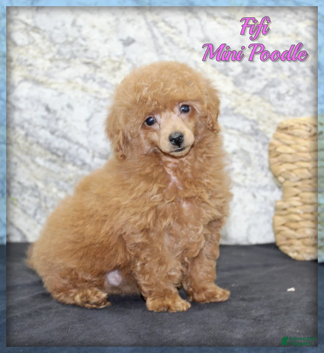 Miniature Poodle dogs for sale: Fifi - Ad 1