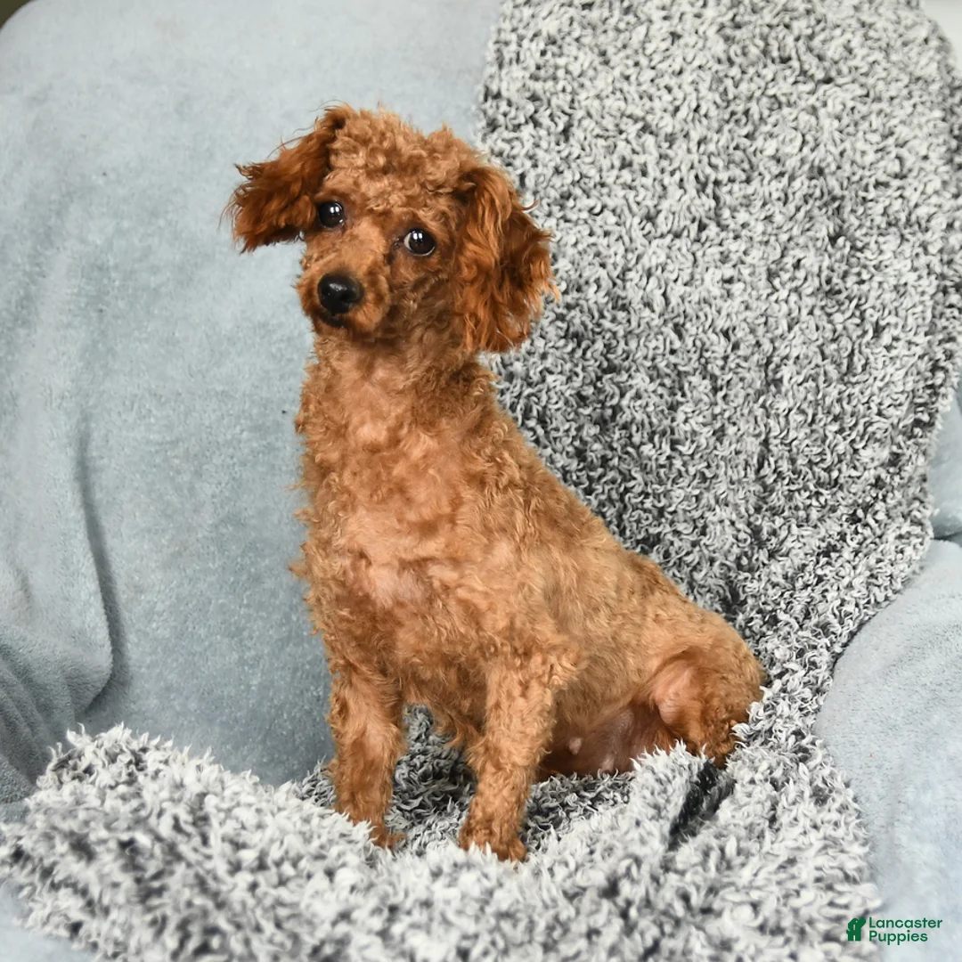 Toy Poodle dogs for sale: Jax - Ad 6