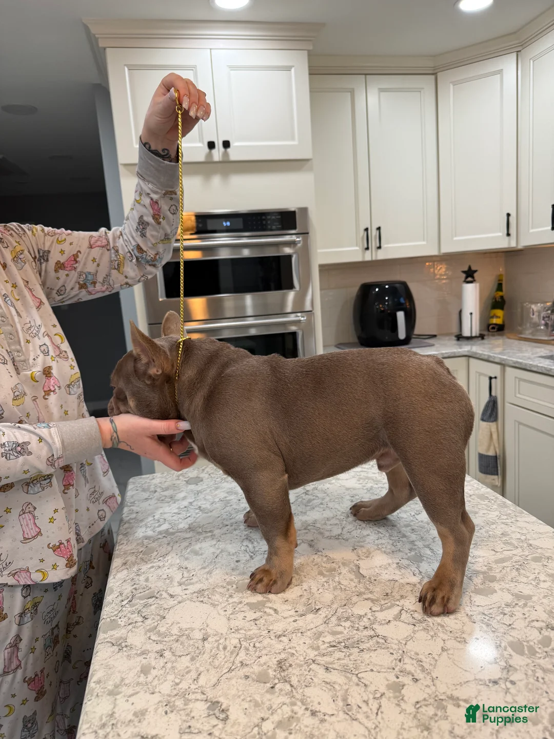 French Bulldog dogs for sale: Bone Crusher - Ad 2