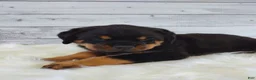 Rottweiler dogs for sale: Roxie  - Ad 7
