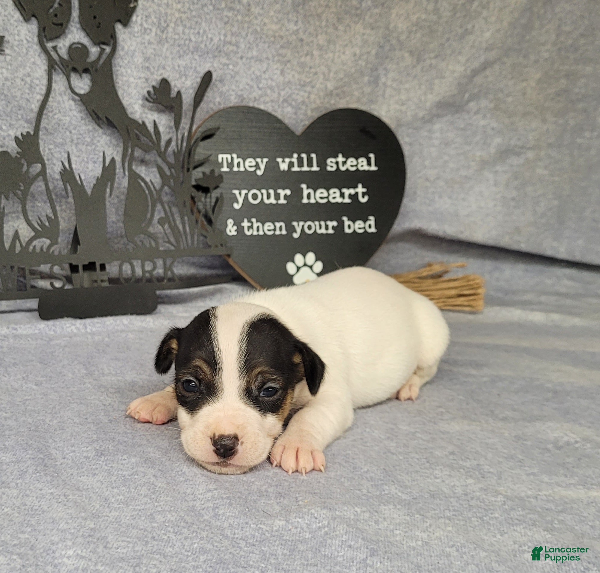 Jack Russell Terrier dogs RICOCHET Delivery available  - Ad 32