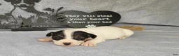Jack Russell Terrier dogs for sale: RICOCHET Delivery available  - Ad 7