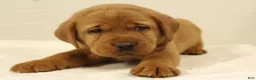 Labrador Retriever dogs for sale: Duke - Ad 1