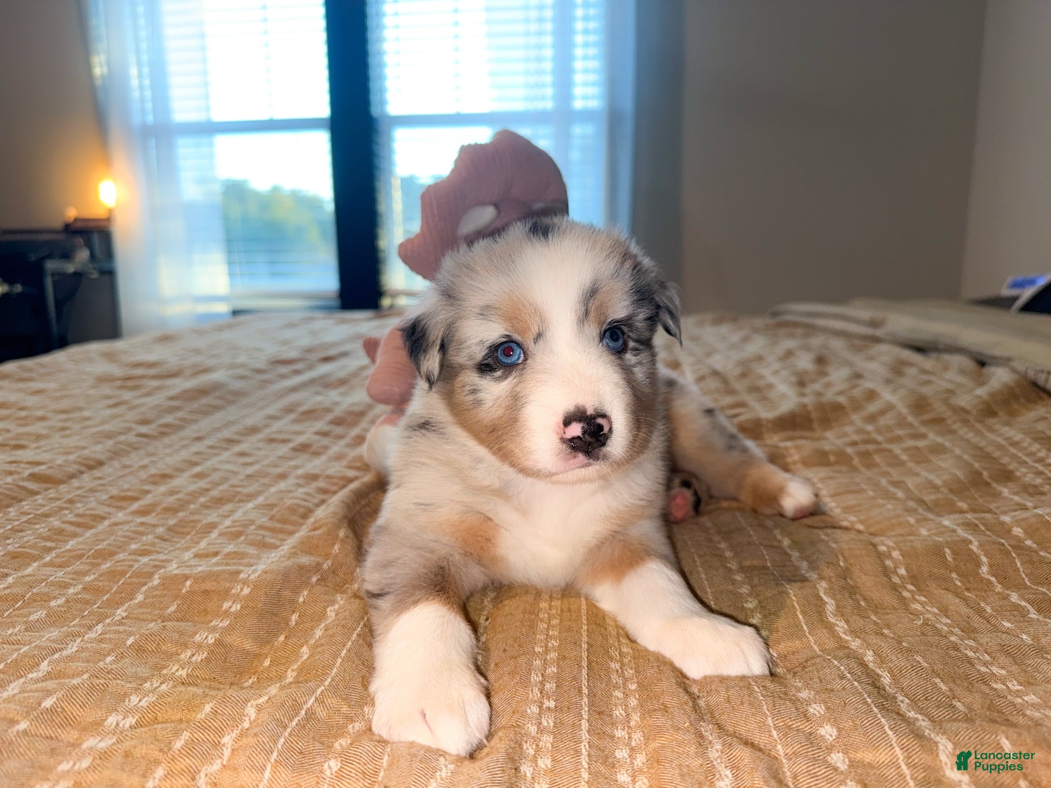 Australian Shepherd dogs Swiss - Ad 2
