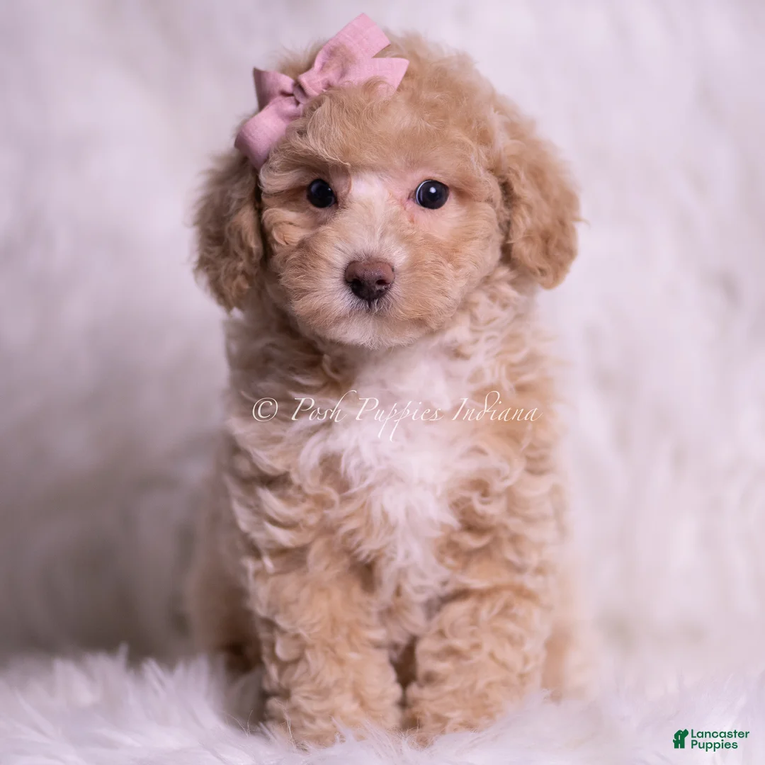 Miniature Poodle dogs for sale: Fluttershy - Ad 2