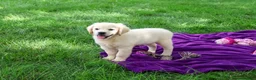 Golden Retriever dogs for sale: Tori - Ad 4
