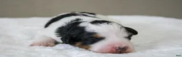 Mini Bernedoodle dogs for sale: Skye  - Ad 1