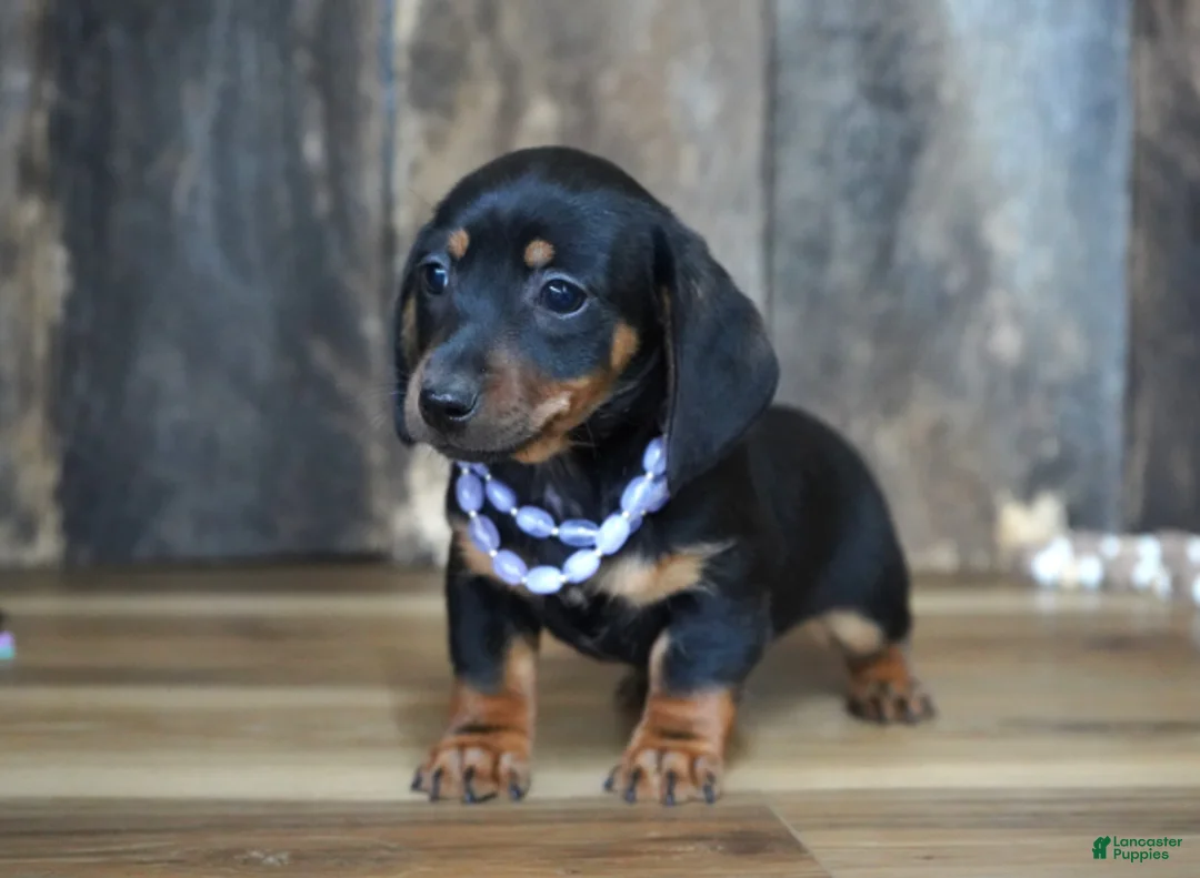 Miniature Dachshund dogs for sale: Prudy - Ad 2