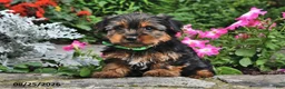 Yorkshire Terrier dogs for sale: Tigger - Ad 4