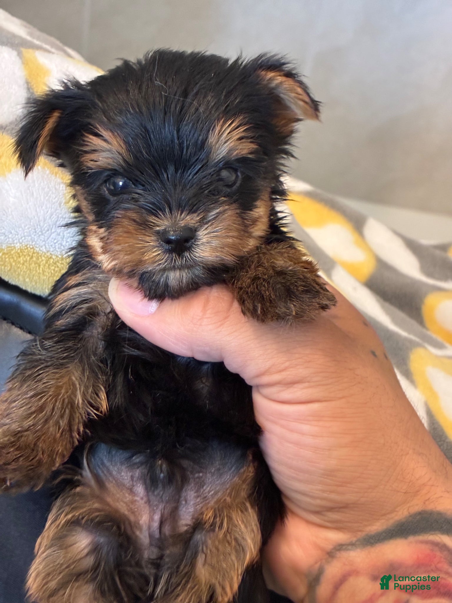 Yorkshire Terrier dogs for sale: Yorkshire Terrier Puppy 1 - Ad 1